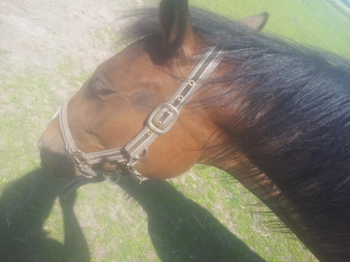 Traver Tarenza Cezz billede 1