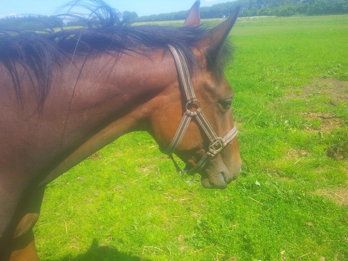 Traver Tarenza Cezz billede 4