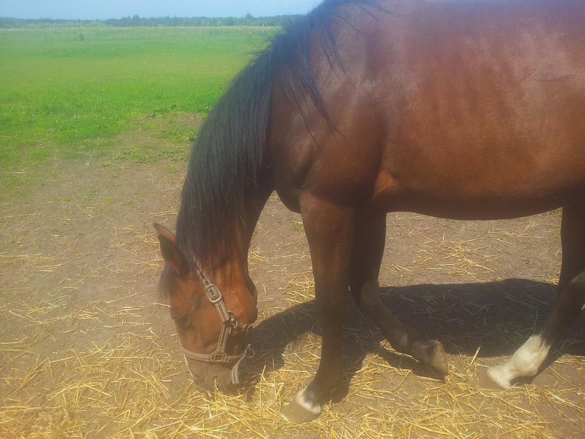 Traver Tarenza Cezz billede 5