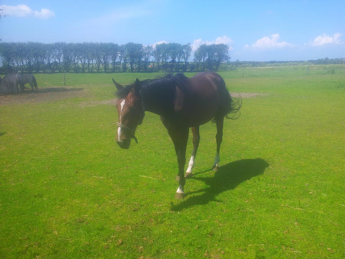 Traver Tarenza Cezz billede 6