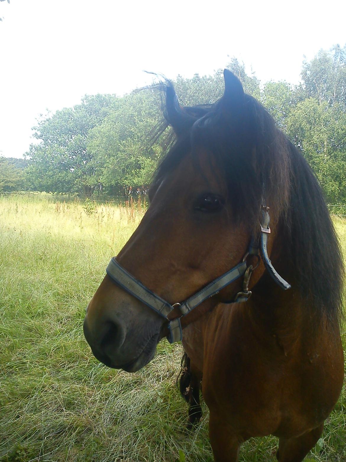 Anden særlig race Aagårdens Tess (Nullsen) - 05-07-2012 billede 18