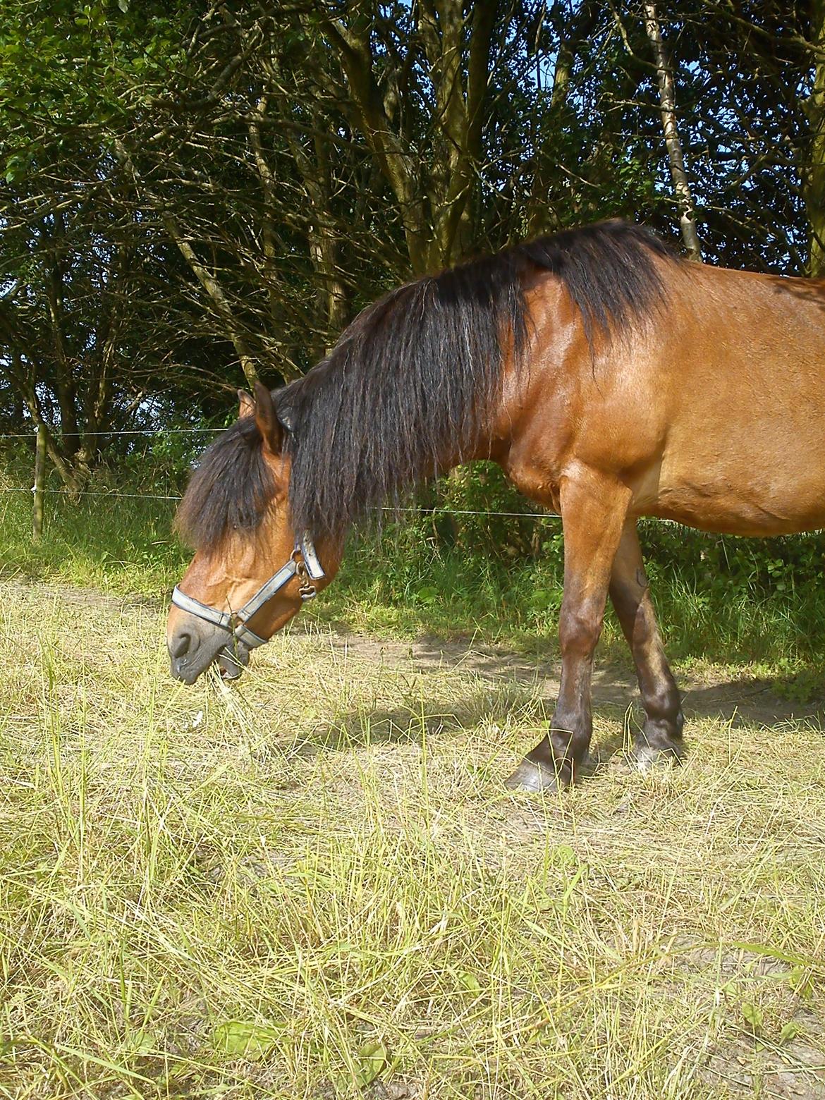 Anden særlig race Aagårdens Tess (Nullsen) - 05-07-2012 billede 19