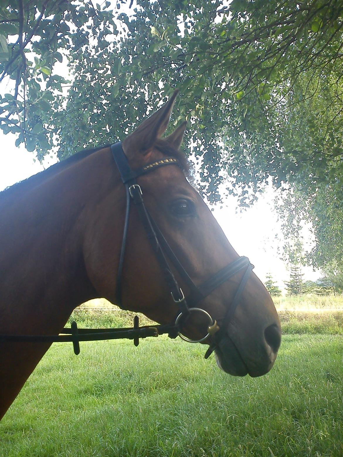 Dansk Varmblod Zundance Engel (Lille/Lillemand) - 05-07-2012 billede 6