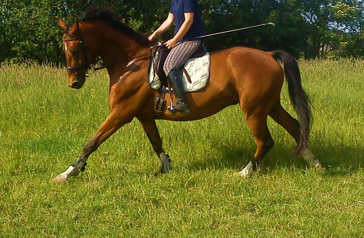 Dansk Varmblod Zundance Engel (Lille/Lillemand) - 05-07-2012 billede 7