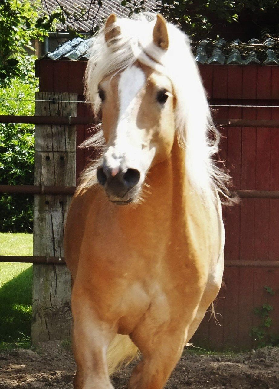 Haflinger Baflo af Brunbjerg - Avlshingst billede 15