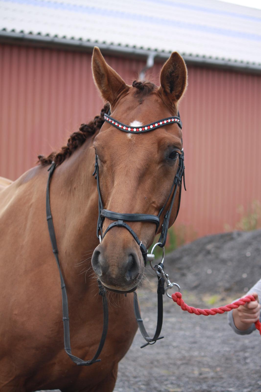 Hannoveraner Bredmose's bellami billede 14