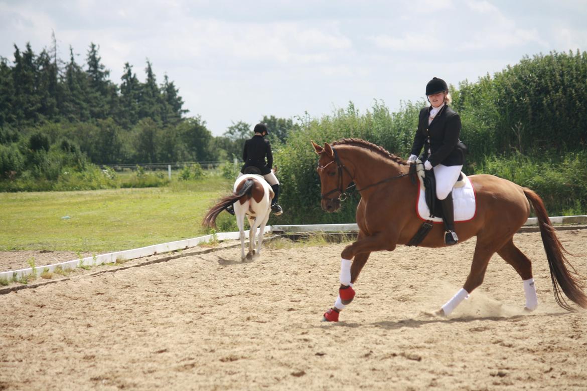 Hannoveraner Bredmose's bellami billede 5