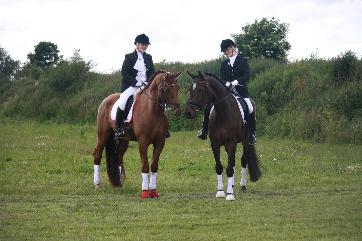 Hannoveraner Bredmose's bellami - kærlighed!<33 billede 6