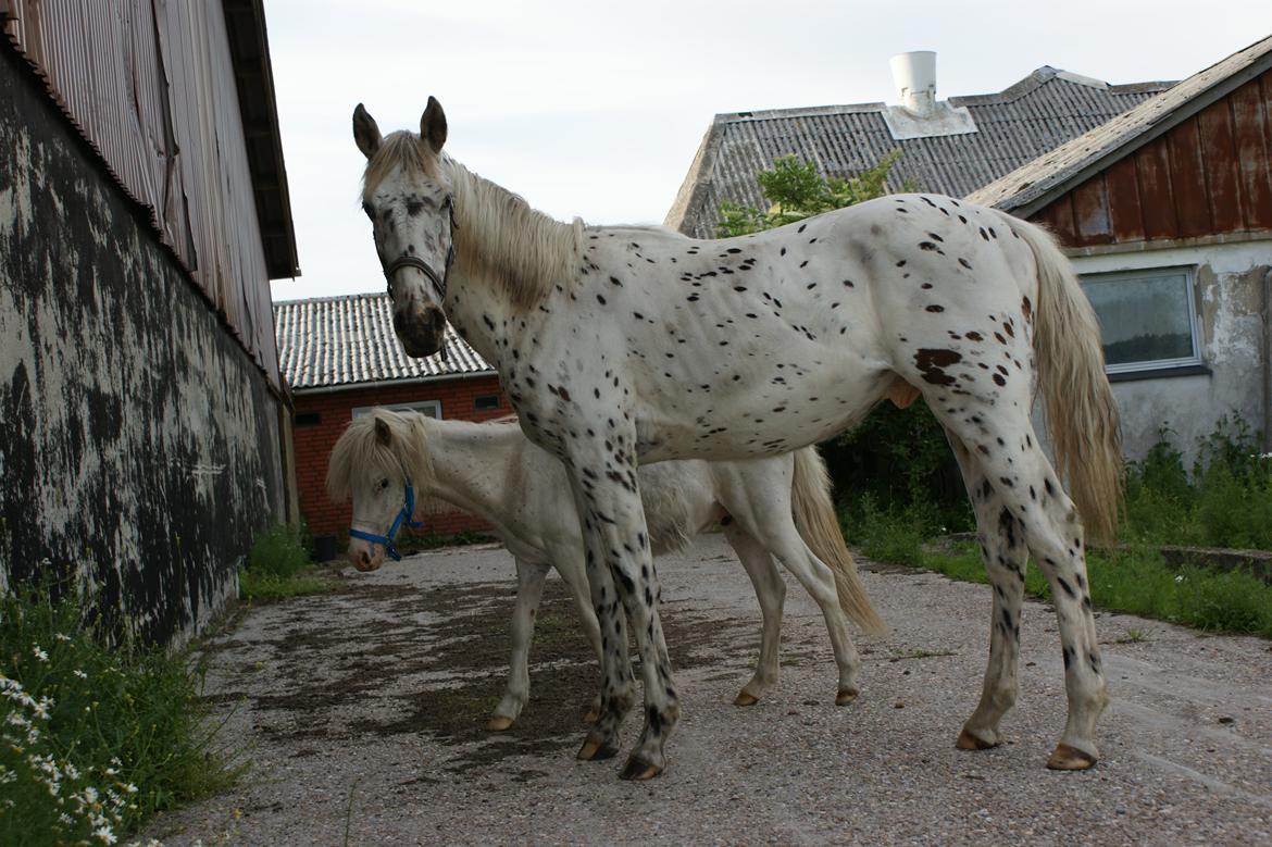 Knabstrupper Dalton's Dot com billede 18