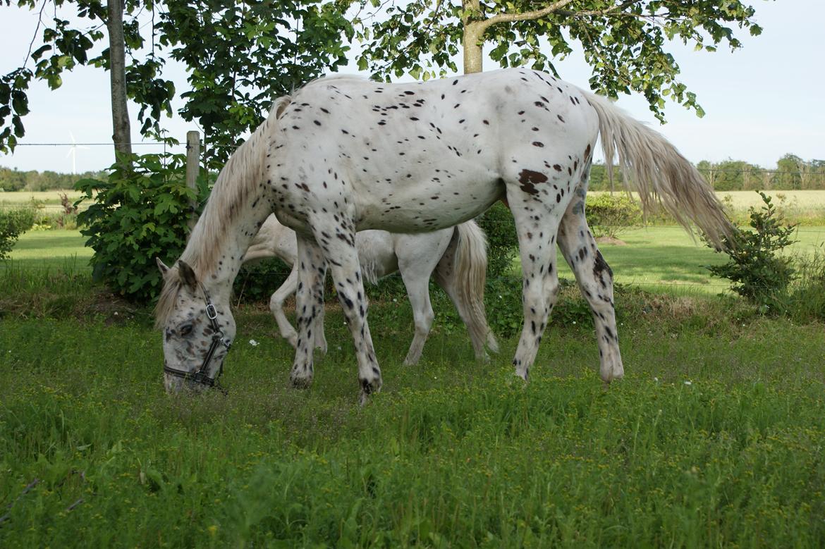 Knabstrupper Dalton's Dot com billede 20