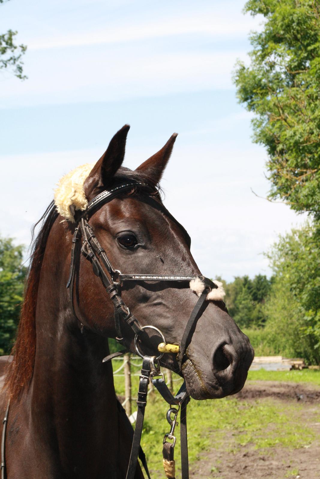 Trakehner Im Precious billede 1