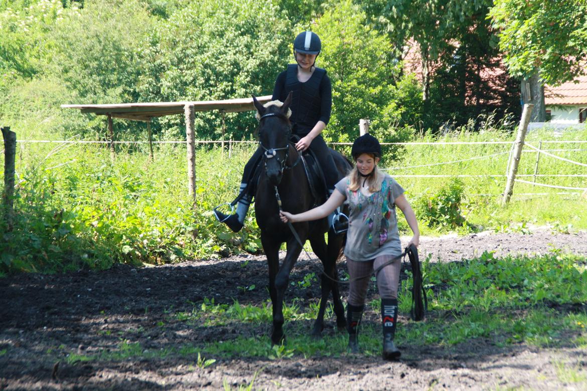 Trakehner Im Precious billede 19