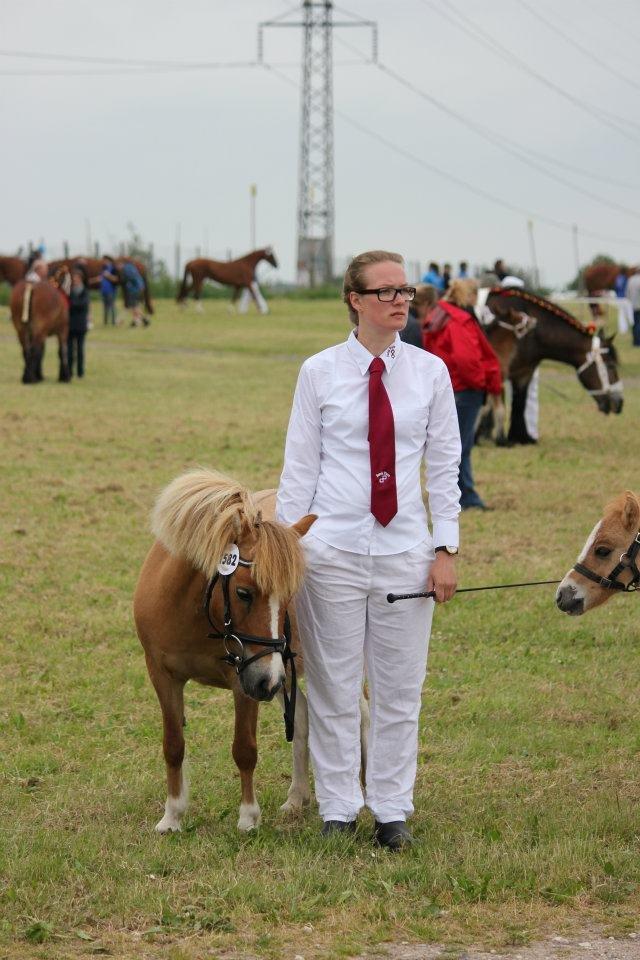 Pinto Doheema Snuske PIN 596 **BROVANG** SOLGT ! - Du var sååå god til mænstringen lille pony pigen <3 billede 19