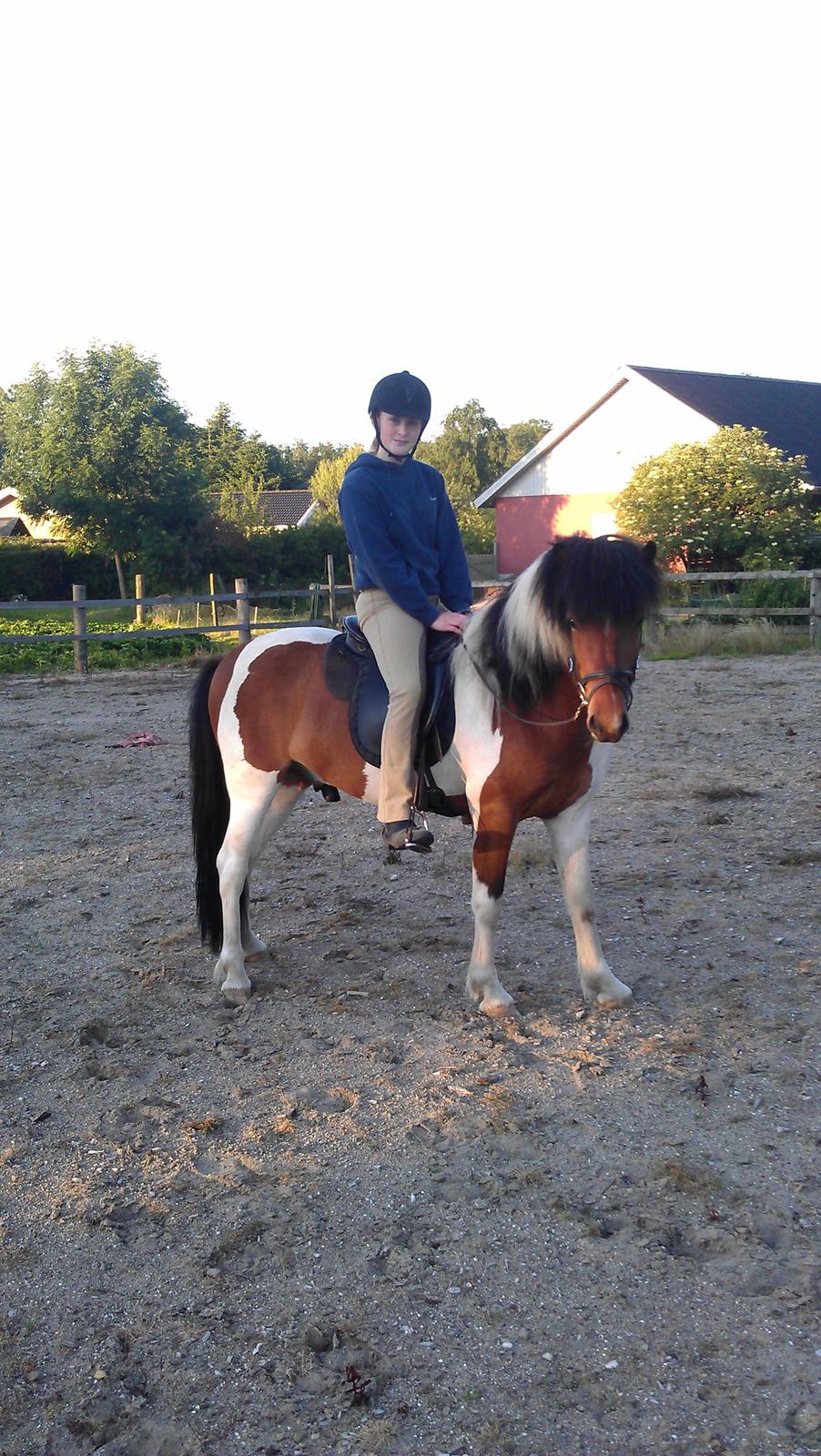 Islænder Tígull fra Langsted - SOLGT - 2. gang på ridebanen med Tígull billede 14