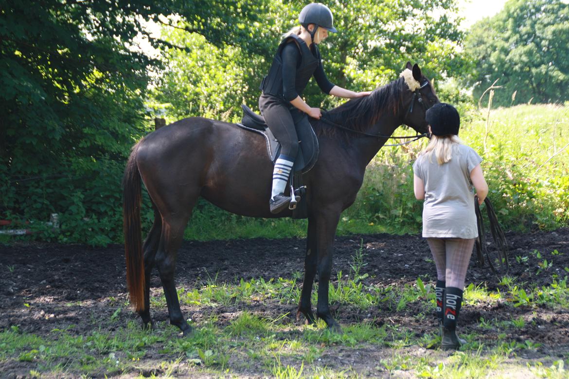 Trakehner Im Precious billede 20