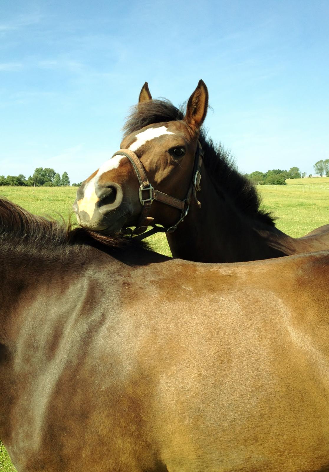 Anden særlig race Birkemosens Jasmin - Velkommen til Jasmin's profil :D<3
Smukke Pony du betyder mere end alt for mig :')
Kan ikke forstå hvor tiden bliver af, nu da jeg kun har ½år tilbage af mine ponyår...
Du har vist dig at være en fantasttisk pony, der kun fortjæner det bedste :'D billede 1