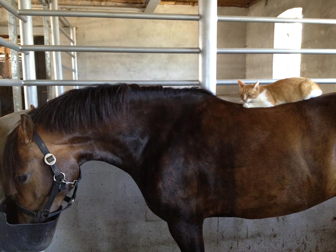 New Forest Glenwood Maple Hill - Søde Maple der finder sig i alr! Enda at vores kat ligger på hende imens hun spiser :D billede 5