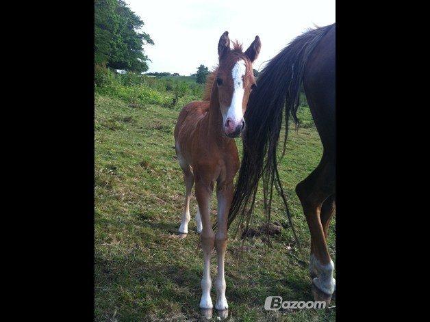 Welsh Partbred (Sec F) Sinti's Smirnoff Ice [Tidligere hest] billede 1