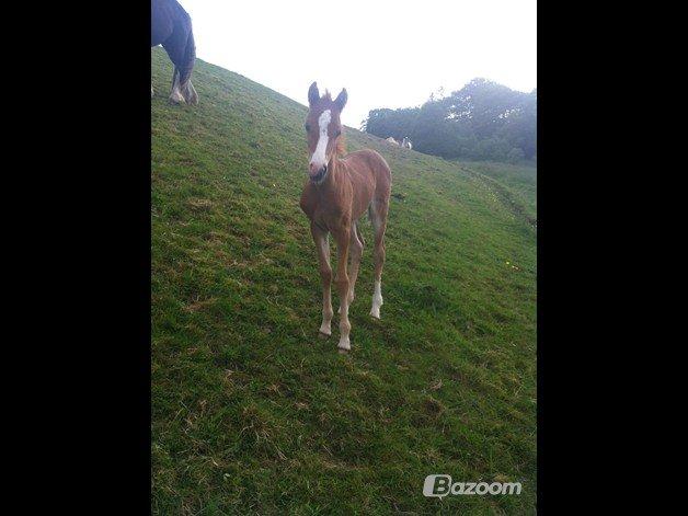 Welsh Partbred (Sec F) Sinti's Smirnoff Ice [Tidligere hest] billede 2