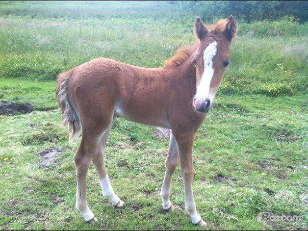 Welsh Partbred (Sec F) Sinti's Smirnoff Ice [Tidligere hest] billede 3