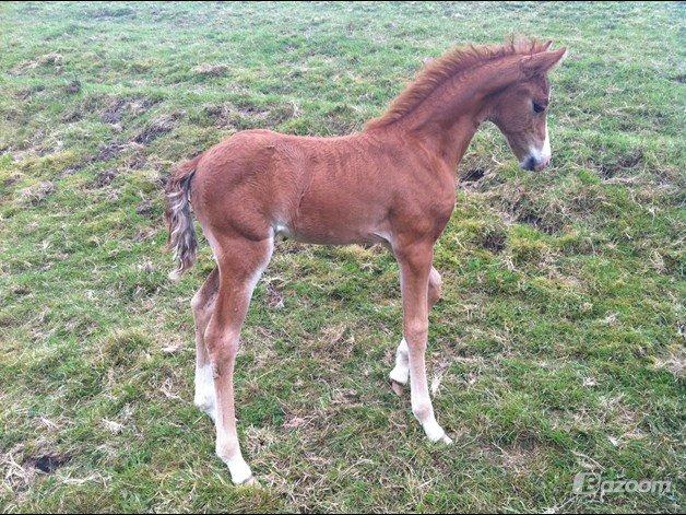 Welsh Partbred (Sec F) Sinti's Smirnoff Ice [Tidligere hest] billede 4