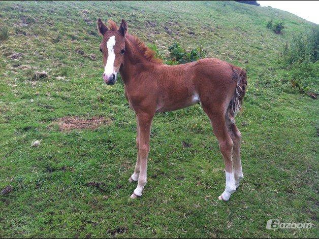 Welsh Partbred (Sec F) Sinti's Smirnoff Ice [Tidligere hest] billede 5