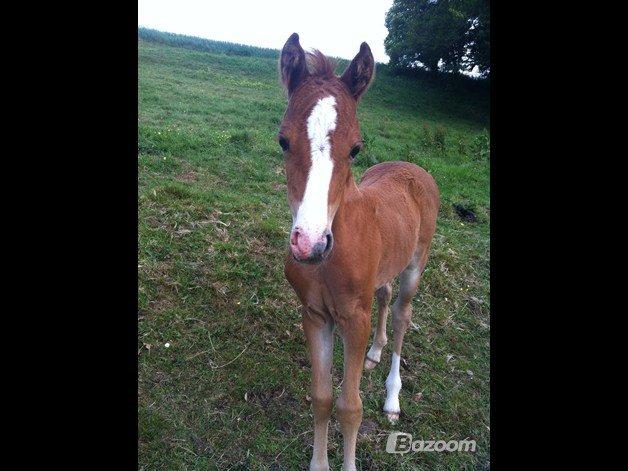 Welsh Partbred (Sec F) Sinti's Smirnoff Ice [Tidligere hest] billede 6