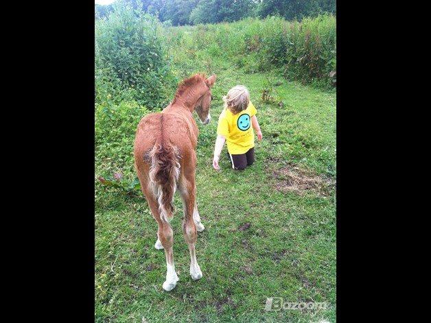 Welsh Partbred (Sec F) Sinti's Smirnoff Ice [Tidligere hest] billede 7