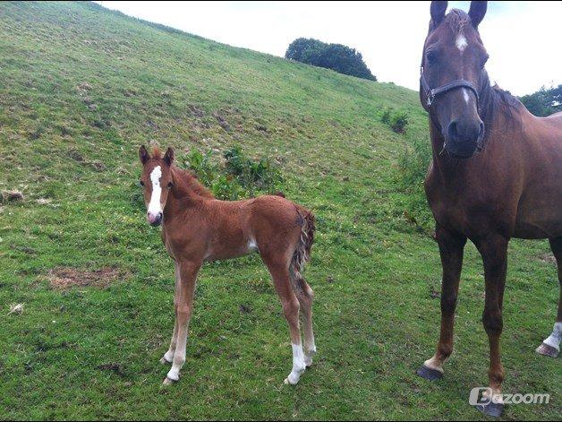 Welsh Partbred (Sec F) Sinti's Smirnoff Ice [Tidligere hest] billede 8