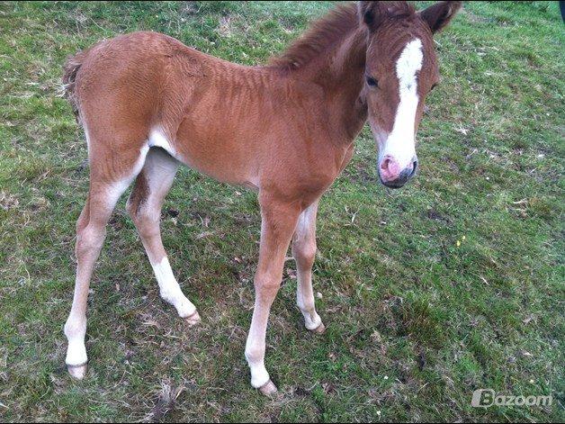 Welsh Partbred (Sec F) Sinti's Smirnoff Ice [Tidligere hest] billede 9