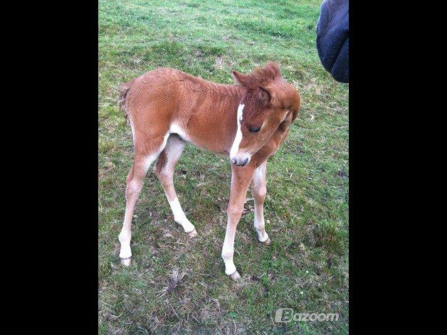 Welsh Partbred (Sec F) Sinti's Smirnoff Ice [Tidligere hest] billede 10