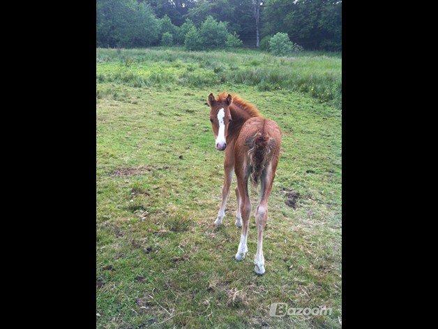 Welsh Partbred (Sec F) Sinti's Smirnoff Ice [Tidligere hest] billede 11