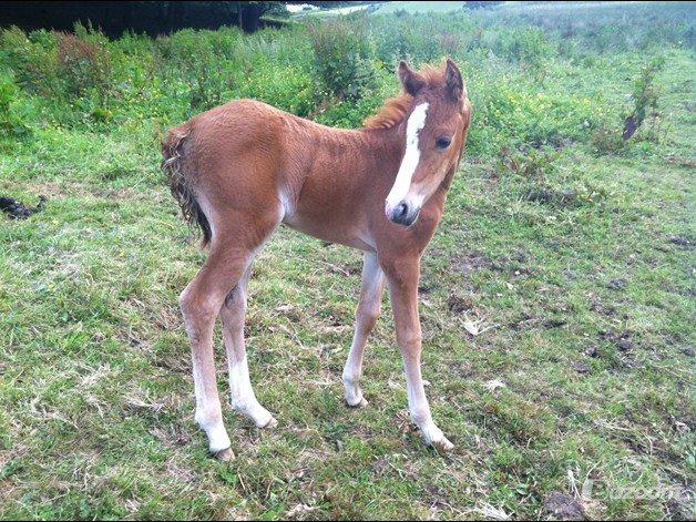 Welsh Partbred (Sec F) Sinti's Smirnoff Ice [Tidligere hest] billede 12