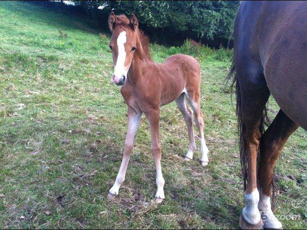 Welsh Partbred (Sec F) Sinti's Smirnoff Ice [Tidligere hest] billede 13