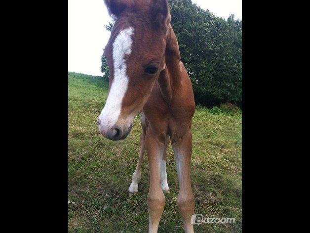 Welsh Partbred (Sec F) Sinti's Smirnoff Ice [Tidligere hest] billede 14