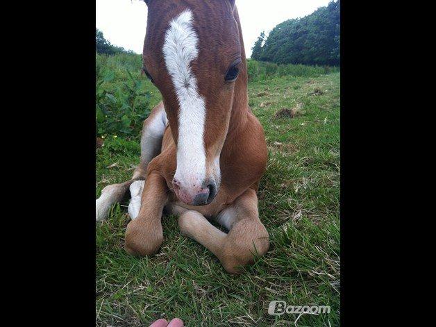 Welsh Partbred (Sec F) Sinti's Smirnoff Ice [Tidligere hest] billede 15