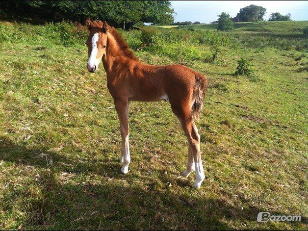 Welsh Partbred (Sec F) Sinti's Smirnoff Ice [Tidligere hest] billede 16
