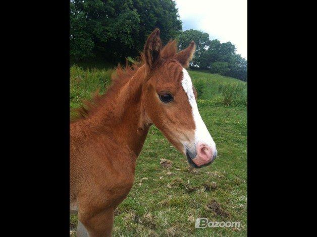 Welsh Partbred (Sec F) Sinti's Smirnoff Ice [Tidligere hest] billede 17