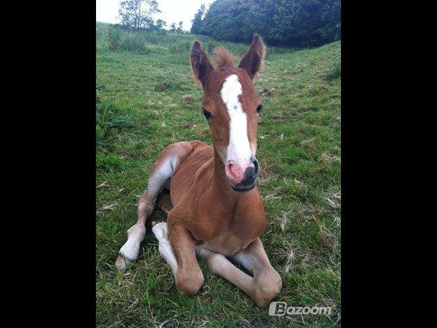 Welsh Partbred (Sec F) Sinti's Smirnoff Ice [Tidligere hest] billede 18