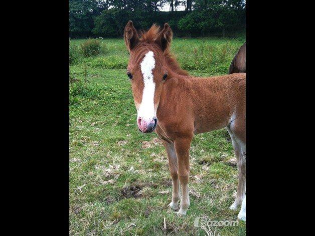 Welsh Partbred (Sec F) Sinti's Smirnoff Ice [Tidligere hest] billede 19