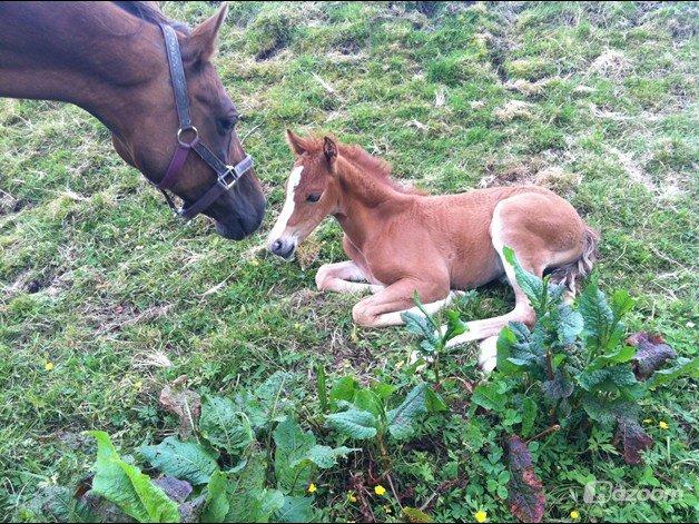 Welsh Partbred (Sec F) Sinti's Smirnoff Ice [Tidligere hest] billede 20