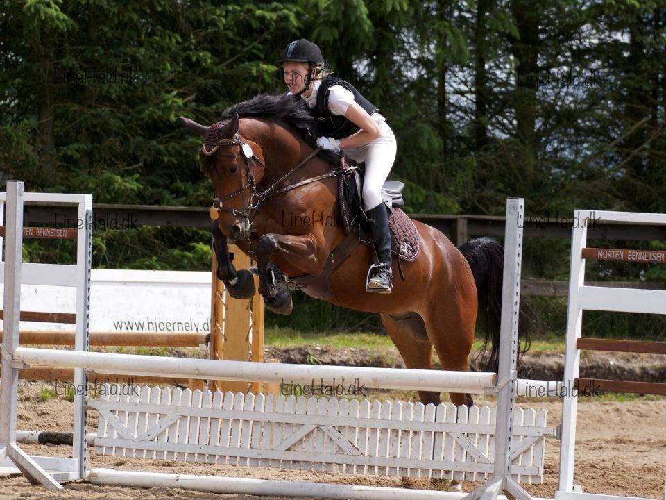 Anden særlig race Alonso - Vores andet springstævne :) billede 19