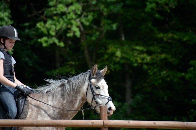 Arabisk fuldblod (OX) /New Forest Timberlake - Timbers smukke hoved;) billede 3