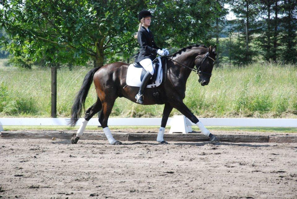 Trakehner Satori Birkedommergård - Juli 2012. LC2, 2. plads. Med Julie (tidl. part) som rytter. billede 6