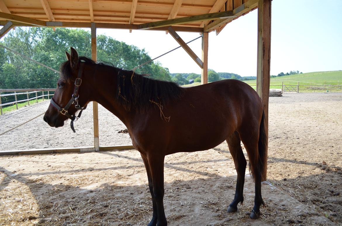 Mangalarga Marchador Girada vom Cassenshof - d. 3 juli 2012  billede 18