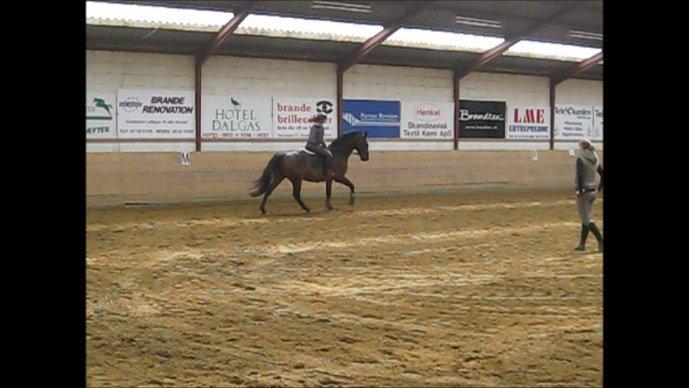 Dansk Varmblod Cowboy-L billede 2