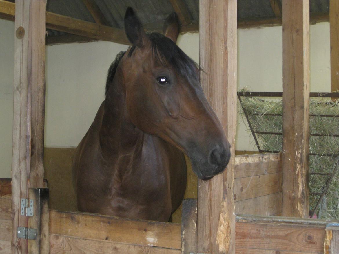 Dansk Varmblod Cowboy-L billede 7