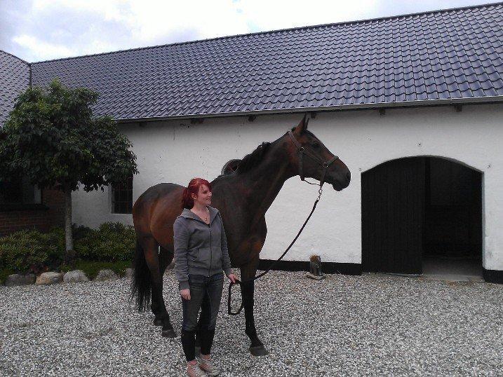 Dansk Varmblod Cowboy-L - 2 juli 2012. lige kommet hjem med bassen (: billede 1