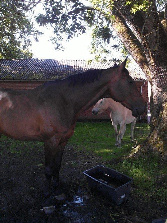 Dansk Varmblod Cowboy-L billede 5