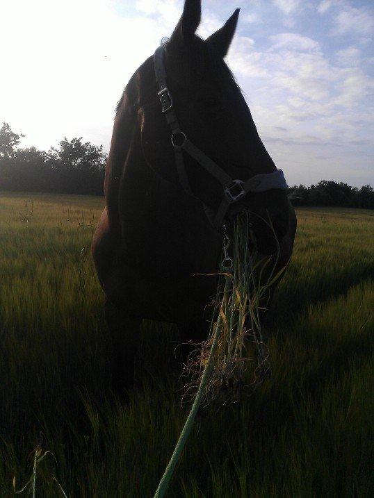Dansk Varmblod Cowboy-L - 5 juli 2012 gåtur i korn marken.  billede 6